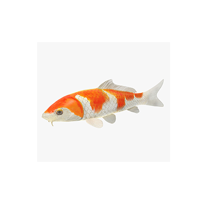 Pez Carpa Koi