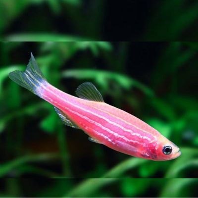 Pez Cebra Fluor